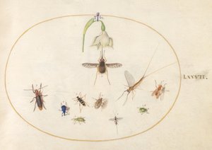 Plate 77: Hummingbird Hawk Moth with a White Flower, Blue and Green Weevils, and Other Insects by Joris Hoefnagel