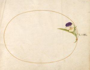 Plate 80: Purple and Yellow Viola by Joris Hoefnagel
