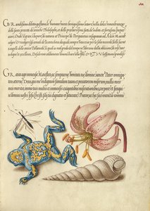 Water Gnat, Martagon Lily, Yellow-Bellied Toad, and European Screw Shell