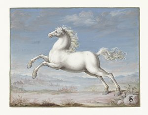 White horse