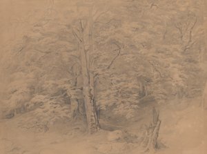 Tree Study by Josef Kriehuber