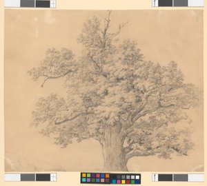 Tree Study by Josef Kriehuber