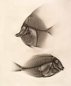 Historical X-ray of a Moorish Idol (Zanclus Cornutus) and a Bluelined Surgeonfish (Acanthurus Nigros) 1896