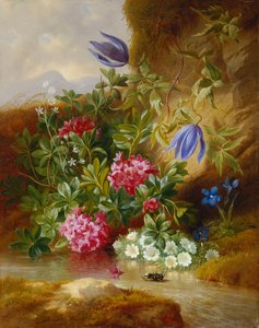 Alpine Flower