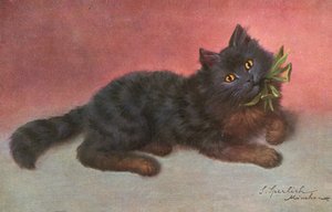 Cat postcard