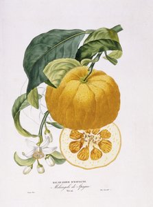 Histoire Naturelle des Orangers