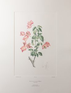Bouganvillea spectabilis (Nyctaginaceae) - Plate 355, Banks