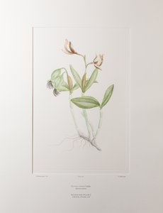 Cattleya forbesii (Orchidaceae) - Plate 358, Banks