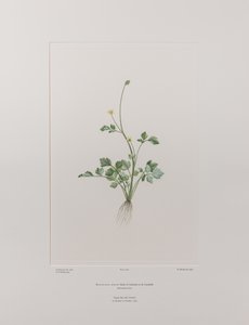 Ranunculus hirtus (Ranunculaceae) - Plate 404, Banks