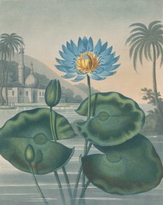The Blue Egyptian Water Lily, September 11, 1804