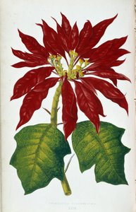 Flower and Leaves of Poinsettia Pulcherrima. Botanical Board in 