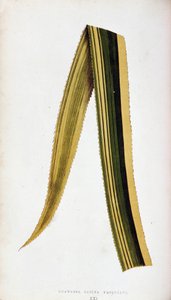 Leaf of Ananassa Sativa Variegata. Botanical plank in The colourful foliage plants by Joseph Edward and Howard W Lowe