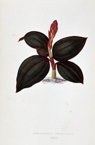 Leaf of Anoectochilus Rubro Venia