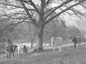 A group of cows in a field with a lake in the background by Joseph Hardman