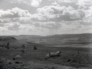 A small flock of horned sheep at Scout Scar by Joseph Hardman