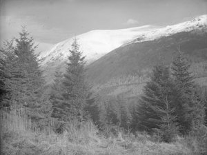 Christmas trees growing with snow-covered hills behind by Joseph Hardman