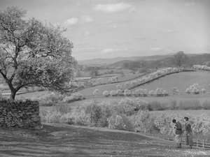Two women looking at blossom trees in foreground