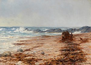 Gathering Kelp
