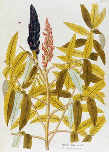 Elm-leaved sumach or Sicilian sumac (Rhus coriaria) from Icones plantarum medicinalium, Vienna