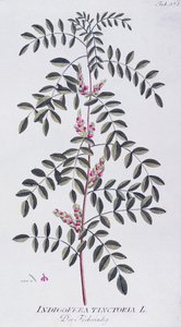 True indigo (Indigofera tinctoria) by Joseph Jacob von Plenck, from Icones plantarum medicinalium, Vienna