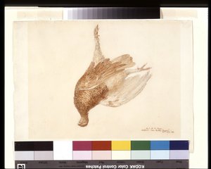 Dead Grouse