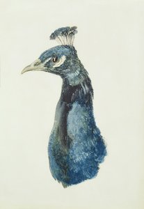 Peacock, from The Farnley Book of Birds, c.1816