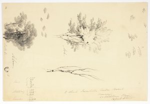 Sketches of Elm and Ash Trees by Joseph Mallord William Turner