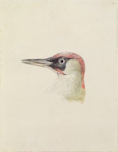 Woodpecker, from The Farnley Book of Birds, c.1816