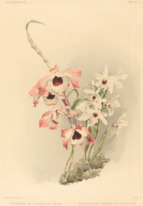 Dendrobium Hybridium Venus and Dendrobium Hybridium Cassiope