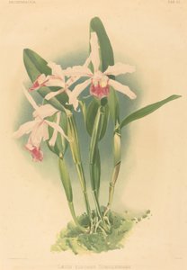 Laelia Elegans Schilleriana by Joseph Mansell