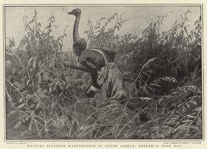 Natives Stalking Hartebeeste in South Africa, Result, A Good Bag