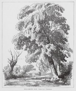 Full-Grown Elm