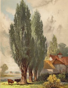 Lombardy Poplars, English Scene by Joseph Needham