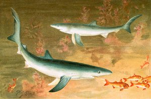 Blue Shark by Joseph Smit
