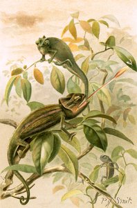 Chameleons