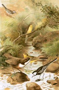 Dipper, Pied Wagtail and Yellow Wagtail