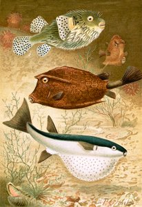 Globe fish and Coffer fish