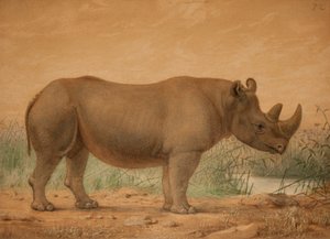 African Rhinoceros