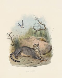 African Wildcat