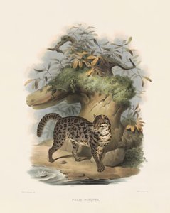 Asian Leopard Cat (Felis scripta)