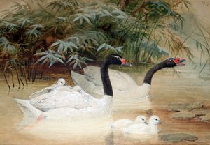 Black-necked swan (Cygnus nigricollis), 1852-54 by Joseph Wolf