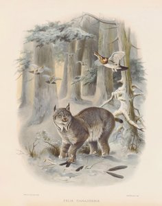 Canadian Lynx