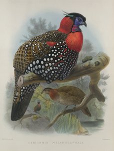 Crimson Bellied Tragopan, Engraved by M. & N. Hanhart by Joseph Wolf & J. Smit