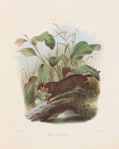 Flat-headed Cat