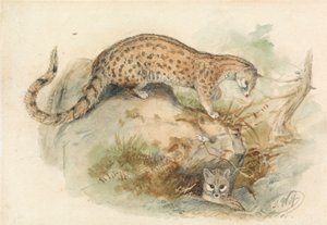 Genets