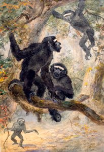 Hoolocks Gibbon