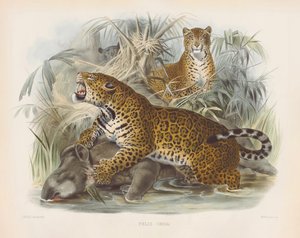 Jaguar by Joseph Wolf