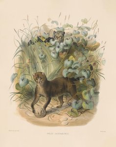 Jaguarundi