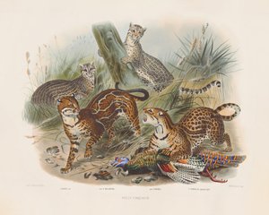Leopards and Their Variations