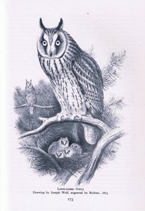 Long Eared Owl, Nature in Britain by Joseph Wolf